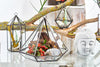 Üveg Terrárium - Oktagon-3