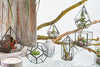 Üveg Terrárium - Oktagon-4